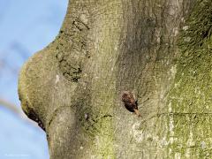 Boomkruiper  20250322  Gistermorgen zag ik een zanglijster in mijn tuin in het topje van de kersenboom zijn liedje zingen. Ging voorzichtig met de camera naar buiten. Kennelijk niet voorzichtig genoeg want de zanger was meteen gevlogen. Maar als troost hoorde en zag ik dit kruipertje in mijn tuin. Een tak van de notenboom werd geïnspecteerd. Met regelmaat liet hij daarbij luidkeels zijn liedje horen. Het lange en erg spitse snaveltje werd tijdens de zang ver open gesperd en dat kon ik bij toeval vastleggen.