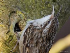 Boomkruiper  20250322  Gistermorgen zag ik een zanglijster in mijn tuin in het topje van de kersenboom zijn liedje zingen. Ging voorzichtig met de camera naar buiten. Kennelijk niet voorzichtig genoeg want de zanger was meteen gevlogen. Maar als troost hoorde en zag ik dit kruipertje in mijn tuin. Een tak van de notenboom werd geïnspecteerd. Met regelmaat liet hij daarbij luidkeels zijn liedje horen. Het lange en erg spitse snaveltje werd tijdens de zang ver open gesperd en dat kon ik bij toeval vastleggen.