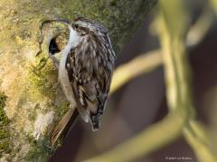 Boomkruiper  20250322  Gistermorgen zag ik een zanglijster in mijn tuin in het topje van de kersenboom zijn liedje zingen. Ging voorzichtig met de camera naar buiten. Kennelijk niet voorzichtig genoeg want de zanger was meteen gevlogen. Maar als troost hoorde en zag ik dit kruipertje in mijn tuin. Een tak van de notenboom werd geïnspecteerd. Met regelmaat liet hij daarbij luidkeels zijn liedje horen. Het lange en erg spitse snaveltje werd tijdens de zang ver open gesperd en dat kon ik bij toeval vastleggen.