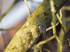 Boomkruiper  20250322  Gistermorgen zag ik een zanglijster in mijn tuin in het topje van de kersenboom zijn liedje zingen. Ging voorzichtig met de camera naar buiten. Kennelijk niet voorzichtig genoeg want de zanger was meteen gevlogen. Maar als troost hoorde en zag ik dit kruipertje in mijn tuin. Een tak van de notenboom werd geïnspecteerd. Met regelmaat liet hij daarbij luidkeels zijn liedje horen. Het lange en erg spitse snaveltje werd tijdens de zang ver open gesperd en dat kon ik bij toeval vastleggen.