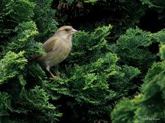 Groenling  20250326  Tuin