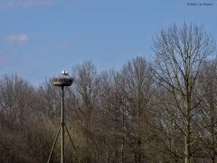 Ooievaar  20250317  Wat is nu mooier in het voorjaar dan het geklepper van ooievaars? Zoals ik vanmiddag hoorde en zag bij het Schipperspad in Breda. Een gezond verliefd stel daar op hun woning. En wat zien ze er gezond uit, wat is het rood mooi diep op kleur. Duidelijk is te zien dat de keelzak ook een rol speelt bij het klepperen. Wel wat rare snavelpunten heeft die ene?