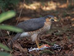 Sperwer  20250329  Potdorie, de sperwer is weer op bezoek geweest in mijn tuin. Het prachtige mannetje nam weer een turkse tortel te grazen. Verscheuren is een meer passend woord dan grazen in dit geval. Ik ben voorzichtig met de camera naar buiten gegaan en kon een aantal foto's maken. Zaak daarbij is niet te dichtbij te komen zodat ie niet direct weg vliegt.