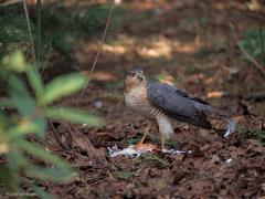 Sperwer  20250329  Potdorie, de sperwer is weer op bezoek geweest in mijn tuin. Het prachtige mannetje nam weer een turkse tortel te grazen. Verscheuren is een meer passend woord dan grazen in dit geval. Ik ben voorzichtig met de camera naar buiten gegaan en kon een aantal foto's maken. Zaak daarbij is niet te dichtbij te komen zodat ie niet direct weg vliegt.