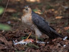 Sperwer  20250329  Potdorie, de sperwer is weer op bezoek geweest in mijn tuin. Het prachtige mannetje nam weer een turkse tortel te grazen. Verscheuren is een meer passend woord dan grazen in dit geval. Ik ben voorzichtig met de camera naar buiten gegaan en kon een aantal foto's maken. Zaak daarbij is niet te dichtbij te komen zodat ie niet direct weg vliegt.