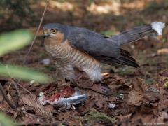 Sperwer  20250329  Potdorie, de sperwer is weer op bezoek geweest in mijn tuin. Het prachtige mannetje nam weer een turkse tortel te grazen. Verscheuren is een meer passend woord dan grazen in dit geval. Ik ben voorzichtig met de camera naar buiten gegaan en kon een aantal foto's maken. Zaak daarbij is niet te dichtbij te komen zodat ie niet direct weg vliegt.