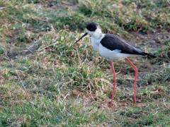 Steltkluut  20250414  Yerseke