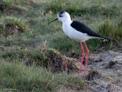 Steltkluut  20250414  Yerseke