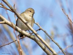 Tjiftjaf (Phylloscopus collybita) De tjiftjaf laat al enkele weken weer zijn simpel maar erg goed herkenbaar liedje horen. Vooral als de zon schijnt en het wat warmer is, is dit zomervogeltje nu present met zijn zang. Als je hem hoort zul je hem niet verwarren met de fitis, is ie stil dan is het daarmee oppassen. Let op de pootjes, veel donkerder dan bij de fitis. Ook is de tjiftjaf minder geel met een minder duidelijke oogstreep.
