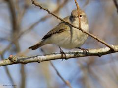 Tjiftjaf (Phylloscopus collybita) De tjiftjaf laat al enkele weken weer zijn simpel maar erg goed herkenbaar liedje horen. Vooral als de zon schijnt en het wat warmer is, is dit zomervogeltje nu present met zijn zang. Als je hem hoort zul je hem niet verwarren met de fitis, is ie stil dan is het daarmee oppassen. Let op de pootjes, veel donkerder dan bij de fitis. Ook is de tjiftjaf minder geel met een minder duidelijke oogstreep.