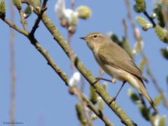 Tjiftjaf (Phylloscopus collybita) De tjiftjaf laat al enkele weken weer zijn simpel maar erg goed herkenbaar liedje horen. Vooral als de zon schijnt en het wat warmer is, is dit zomervogeltje nu present met zijn zang. Als je hem hoort zul je hem niet verwarren met de fitis, is ie stil dan is het daarmee oppassen. Let op de pootjes, veel donkerder dan bij de fitis. Ook is de tjiftjaf minder geel met een minder duidelijke oogstreep.