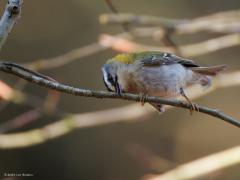 Vuurgoudhaan  20250401  Vanmorgen slenterde ik in de Oude Buisse Heide richting het Joan Dikke Ven toen plots een vuurgoudhaantje best dichtbij op een tak kwam zitten. De schoonheid poetste de veertjes wat op en streek de veertjes op de kop langs de tak om ze beter te schikken. Daarbij was de geel rode kuif te zien. Moest wel een hoge iso toepassen in het donkere bos.