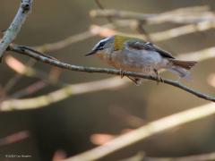 Vuurgoudhaan  20250401  Vanmorgen slenterde ik in de Oude Buisse Heide richting het Joan Dikke Ven toen plots een vuurgoudhaantje best dichtbij op een tak kwam zitten. De schoonheid poetste de veertjes wat op en streek de veertjes op de kop langs de tak om ze beter te schikken. Daarbij was de geel rode kuif te zien. Moest wel een hoge iso toepassen in het donkere bos.