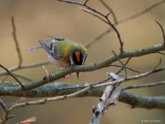 Vuurgoudhaan  20250401  Vanmorgen slenterde ik in de Oude Buisse Heide richting het Joan Dikke Ven toen plots een vuurgoudhaantje best dichtbij op een tak kwam zitten. De schoonheid poetste de veertjes wat op en streek de veertjes op de kop langs de tak om ze beter te schikken. Daarbij was de geel rode kuif te zien. Moest wel een hoge iso toepassen in het donkere bos.
