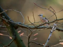 Vuurgoudhaan  20250401  Vanmorgen slenterde ik in de Oude Buisse Heide richting het Joan Dikke Ven toen plots een vuurgoudhaantje best dichtbij op een tak kwam zitten. De schoonheid poetste de veertjes wat op en streek de veertjes op de kop langs de tak om ze beter te schikken. Daarbij was de geel rode kuif te zien. Moest wel een hoge iso toepassen in het donkere bos.