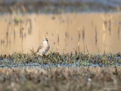 Waterpieper  20250327  Ben vanmorgen terug geweest naar De Matjens. In de hoop nog eens de waterpieper te zien. En joepie, ik zag er weer eentje eten zoeken bij een plas. Wellicht dezelfde als gisteren, voor een paar dagen daar pleisterend? Maar wat is ie licht gekleurd, al volledig in zomerkleed lijkt me. Maar wat was ie schuw. Op grote afstand keek ie me al strak aan en wilde geen meter dichterbij komen. Voor mij de eerste keer dat ik een dergelijk licht exemplaar zie. En dat in Zundert, is dat vrij zeldz