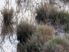 Watersnip  20250414  Yerseke