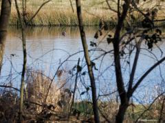 Wilde Eend  20250319  De echte wilde eend, dus niet die stadsparkeenden, vind je in beken, plasjes of sloten. Ze zijn waakzaam maar soms voelen ze zich, veilig weggedrukt in een waterkant, even veilig en mag je wat dichterbij komen. Maar in de regel nemen ze geen risico en zwemmen of waggelen op tijd wat verderop.