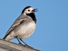 Witte kwikstaart  20250316  Ook de witte kwikstaart is weer terug voor een zomerverblijf. Ze verblijven graag bij kassen. Wellicht omdat daar warmte te vinden is? Wel zaak om niet ingesloten te geraken.
