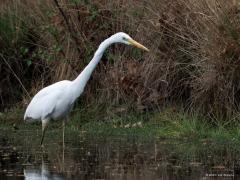 Grote Zilverreiger  20250424  Alles heeft een keerzijde. We zien steeds meer grote zilverreigers in onze buurt. Dat zijn erg bekwame rovers. En ze zijn hongerig, ze eten veel diertjes op. Zo zag ik deze bij een poel op de Oude Buisse Heide. Met schijnbaar gemak werd een salamander verorberd. De een zijn dood is de ander zijn brood. Maar hopen dat de natuur in evenwicht blijft?