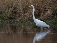 Grote Zilverreiger  20250424  Alles heeft een keerzijde. We zien steeds meer grote zilverreigers in onze buurt. Dat zijn erg bekwame rovers. En ze zijn hongerig, ze eten veel diertjes op. Zo zag ik deze bij een poel op de Oude Buisse Heide. Met schijnbaar gemak werd een salamander verorberd. De een zijn dood is de ander zijn brood. Maar hopen dat de natuur in evenwicht blijft?
