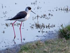 Steltkluut  20250513  Als je deze vogel in het water voedsel ziet zoeken denk je wellicht dat het water niet erg diep is. Dat klopt wel maar toch is het dieper dan je denkt. Dat begrijp je als de vogel een stap zet en zijn enkel laat zien. Wat een stelten moeten dat zijn zul je denken. Nou, de grootste stelten die er in ons land te zien zijn. Want dat record houdt de mooie steltkluut.