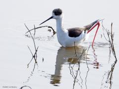 Steltkluut  20250513  Als je deze vogel in het water voedsel ziet zoeken denk je wellicht dat het water niet erg diep is. Dat klopt wel maar toch is het dieper dan je denkt. Dat begrijp je als de vogel een stap zet en zijn enkel laat zien. Wat een stelten moeten dat zijn zul je denken. Nou, de grootste stelten die er in ons land te zien zijn. Want dat record houdt de mooie steltkluut.