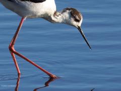Steltkluut  20250521  In Zeeland broeden enkele steltkluten. In de rest van Nederland ook nog een paar, waarschijnlijk houdt het met een paartje of tweehonderd op? Als het in Zuid Europe erg droog is komen er meer naar Nederland. De aantallen nemen zo toe de laatste jaren. Het valt de langpoten niet mee om ook jongen gezond groot te krijgen, lang niet alle broedpogingen zijn succesvol.