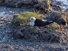 Steltkluut  20250521  In Zeeland broeden enkele steltkluten. In de rest van Nederland ook nog een paar, waarschijnlijk houdt het met een paartje of tweehonderd op? Als het in Zuid Europe erg droog is komen er meer naar Nederland. De aantallen nemen zo toe de laatste jaren. Het valt de langpoten niet mee om ook jongen gezond groot te krijgen, lang niet alle broedpogingen zijn succesvol.