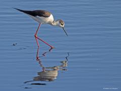 Steltkluut  20250521  In Zeeland broeden enkele steltkluten. In de rest van Nederland ook nog een paar, waarschijnlijk houdt het met een paartje of tweehonderd op? Als het in Zuid Europe erg droog is komen er meer naar Nederland. De aantallen nemen zo toe de laatste jaren. Het valt de langpoten niet mee om ook jongen gezond groot te krijgen, lang niet alle broedpogingen zijn succesvol.