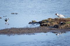 Steltkluut  20250521  In Zeeland broeden enkele steltkluten. In de rest van Nederland ook nog een paar, waarschijnlijk houdt het met een paartje of tweehonderd op? Als het in Zuid Europe erg droog is komen er meer naar Nederland. De aantallen nemen zo toe de laatste jaren. Het valt de langpoten niet mee om ook jongen gezond groot te krijgen, lang niet alle broedpogingen zijn succesvol.