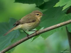 Tjiftjaf  20250505  Soms zit het mee met de randvoorwaarden voor een geslaagde foto, meen ik toch. Zo pakt bij dit tjiftjafje de achtergrond en de belichting goed uit. Het op zich simpele vogeltje komt daardoor ook prima uit. Zo is de oogstreep nu ook duidelijk te zien.