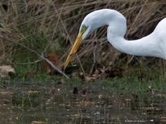 Grote Zilverreiger  20250424  Alles heeft een keerzijde. We zien steeds meer grote zilverreigers in onze buurt. Dat zijn erg bekwame rovers. En ze zijn hongerig, ze eten veel diertjes op. Zo zag ik deze bij een poel op de Oude Buisse Heide. Met schijnbaar gemak werd een salamander verorberd. De een zijn dood is de ander zijn brood. Maar hopen dat de natuur in evenwicht blijft?