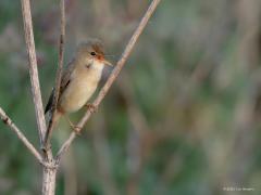 Bosrietzanger  20250528  Niet iedereen zal een twee een bosrietzanger herkennen. Is ook moeilijk als je naar het uiterlijk kijkt want er zijn geen echte onderscheidende kenmerken. Dat geldt niet voor de zang want die is bijzonder, is opvallend gevarieerd met veel imitaties. Als je denkt een kleine karekiet te zien die heel apart zingt heb je prijs en zie je vast de bosrietzanger. Deze bosrietzanger wordt wel gezien als de beste zanger onder de rietvogels. Gelukkig laat de vogel zich af en toe goed zien in o