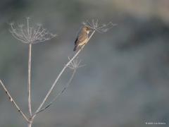 Bosrietzanger  20250528  Niet iedereen zal een twee een bosrietzanger herkennen. Is ook moeilijk als je naar het uiterlijk kijkt want er zijn geen echte onderscheidende kenmerken. Dat geldt niet voor de zang want die is bijzonder, is opvallend gevarieerd met veel imitaties. Als je denkt een kleine karekiet te zien die heel apart zingt heb je prijs en zie je vast de bosrietzanger. Deze bosrietzanger wordt wel gezien als de beste zanger onder de rietvogels. Gelukkig laat de vogel zich af en toe goed zien in o