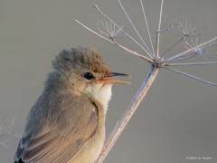 Bosrietzanger  20250528  Niet iedereen zal een twee een bosrietzanger herkennen. Is ook moeilijk als je naar het uiterlijk kijkt want er zijn geen echte onderscheidende kenmerken. Dat geldt niet voor de zang want die is bijzonder, is opvallend gevarieerd met veel imitaties. Als je denkt een kleine karekiet te zien die heel apart zingt heb je prijs en zie je vast de bosrietzanger. Deze bosrietzanger wordt wel gezien als de beste zanger onder de rietvogels. Gelukkig laat de vogel zich af en toe goed zien in o