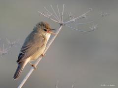 Bosrietzanger  20250528  Niet iedereen zal een twee een bosrietzanger herkennen. Is ook moeilijk als je naar het uiterlijk kijkt want er zijn geen echte onderscheidende kenmerken. Dat geldt niet voor de zang want die is bijzonder, is opvallend gevarieerd met veel imitaties. Als je denkt een kleine karekiet te zien die heel apart zingt heb je prijs en zie je vast de bosrietzanger. Deze bosrietzanger wordt wel gezien als de beste zanger onder de rietvogels. Gelukkig laat de vogel zich af en toe goed zien in o