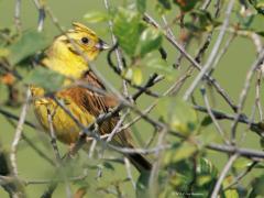 Geelgors  20250605  "dzi-dzi-dzi-dzi-dzèèèè" Zo klinkt het belangrijkste liedje van de geelgors. Heel duidelijk herkenbaar. Een strofe die wat doet denken aan de 5e symfonie van Beethoven. Het geluid draagt heel ver. Als je ziet hoe ver de geelgors hiervoor zijn keel open zet, dan kun je het wel een beetje begrijpen dat het zo ver af nog te horen is. En dan kan meneer ook af en toe nog een kuifje opzetten. Een mooie gors is het die we helaas in Zundert niet of nauwelijks meer zien. Hij leeft op de hoge zand
