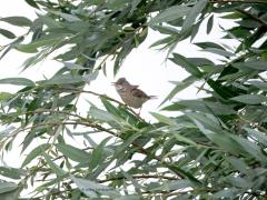 Grasmus  20250607  Meneer zingt nu nog volop. Drukke vogeltjes zijn het. Regelmatig laat ie zich zien vrij boven in een struik. Sovon deelt de soort in onder de rode lijst. Dat verrast me want ik zie er toch meerdere. Er broeden rond de 200.000 paartjes in ons land. De aantallen nemen eerder toe dan af meen ik. Over ruim drie maanden zijn ze al weer naar het zuiden vertrokken, zo snel al weer!