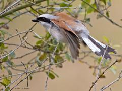 Grauwe klauwier  20250603  Vandaag nog eens naar de Regte Heide geweest. Dit jaar zag ik de grauwe klauwier niet bij de kijkhut. Daarom een plaatje van vorig jaar. Het vliegbeeld van het mannetje is opvallend vanwege de tekening op de kop en het vele wit in de staart.