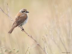 Grauwe klauwier  20250605  Rondgors
