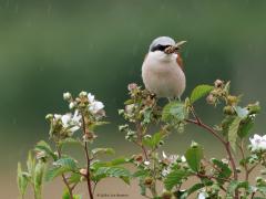 Grauwe klauwier  20250605  Rondgors