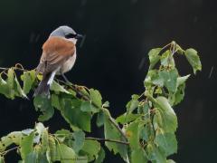 Grauwe klauwier  20250605  Rondgors