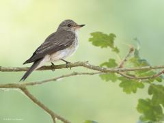 Grauwe Vliegenvanger  20250615  Een heel rustig vogeltje is deze grauwe vliegenvanger. Laat zich niet  veel horen. Gedraagt zich wel redelijk voorspelbaar, gebruikt vaak dezelfde uitkijk om op voorbij vliegende insecten te jagen. Met de achtergrond moet je wat mazzel hebben, die valt niet altijd even mooi uit als hier.