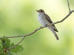 Grauwe vliegenvanger  20250613  Pannenhoef