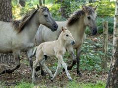 Konik  20250620  Veel nieuw leven nu in de Pannenhoef. Niet alleen jonge vogels maar ook jonge paardjes zoals dit Konikmeneertje.