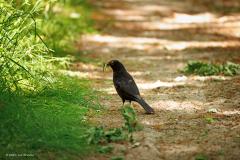 Merel  20250522  Een bos zonder merel is geen bos. Gelukkig zie je daar nog verschillende merels in de schaduw van bomen. De meeste zijn nu druk bezig met eten zoeken voor hun jongen. Veel wordt gezocht op bospaadjes.