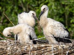 Ooievaar  20250613  Kleintjes worden groter. Dat geldt zeker voor de drie jonge ooievaars in het nest in Effen op Overa. Het gaat er allemaal heel vredig aan toe. Ze lijken alle drie best gezond. Het duurt nog een poosje eer ze op de wieken gaan en nog veel langer eer ze rode poten en snavel zullen hebben.