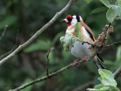 Putter  20250526  Gisteren zag ik een putter niet alleen in het rijpe kruidgewas maar ook eentje in een flinke struik. Zou daar meer naar insecten zoals spinnen worden gezocht in plaats van zaadjes?