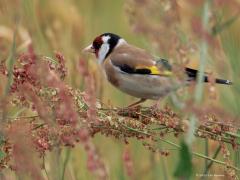 Putter  20250525  Een van onze mooiste vogeltjes deze vink meen ik. Ze hebben het momenteel goed, er zijn nu volop zaadjes om hun buikje te vullen. Ik weet niet of het voor hun jongen nu even rooskleurig is? Die zullen insecten willen hebben en daarvan zien we er niet veel meer.